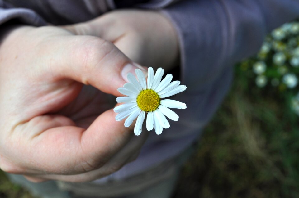 Gift romantic flowers