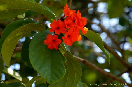 Cordia sebestena - flowering Geiger tree photo