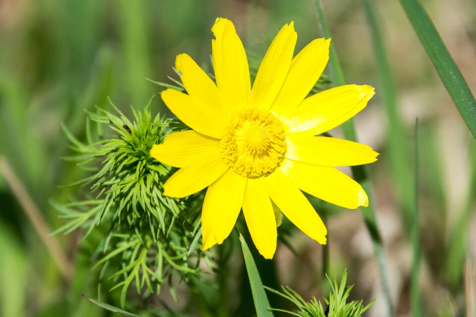 Bloom yellow close up photo