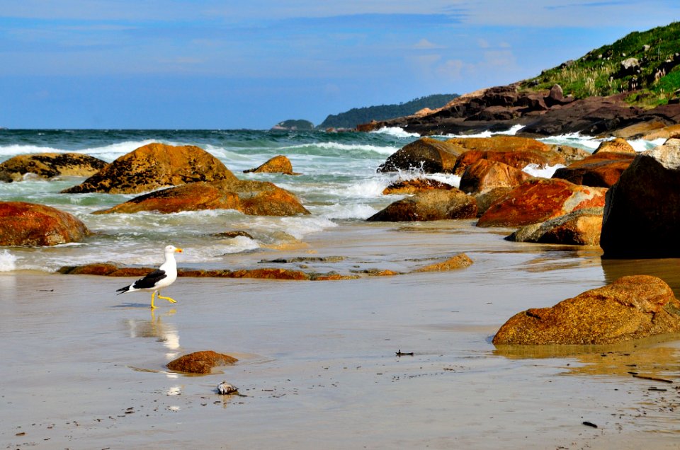 Gaviota