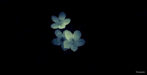 ...in the blue hour!