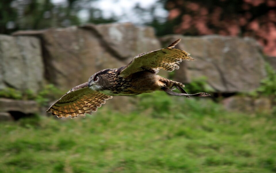 Raptor bird animal