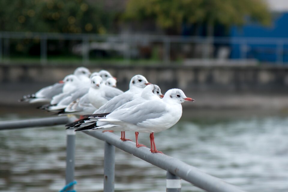 Animal water forward