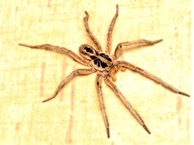 Hogna Radiata