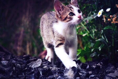 Cat kitten adorable photo