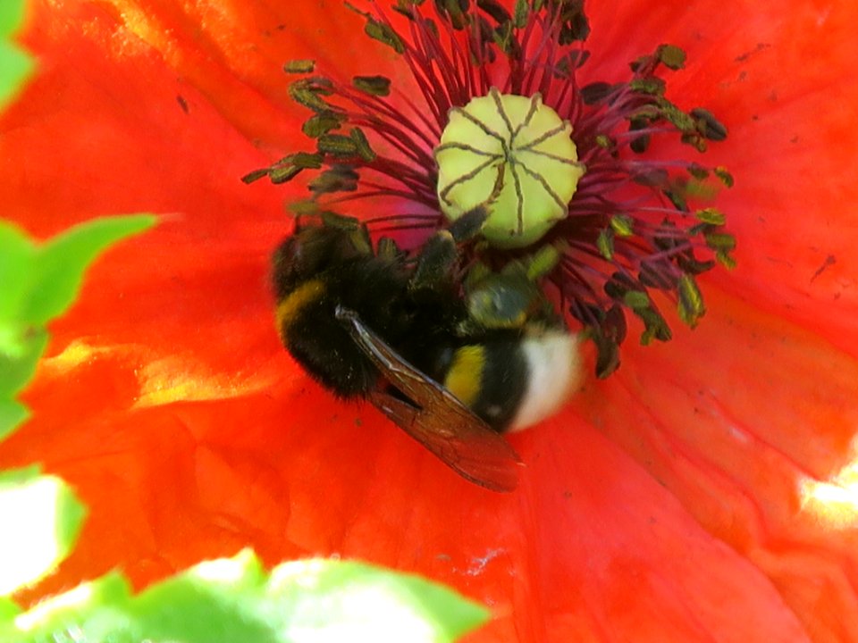 Bloemen insecten 2019 Rotterdam