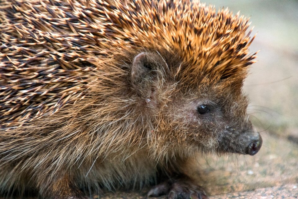 Crepuscular nocturnal animal