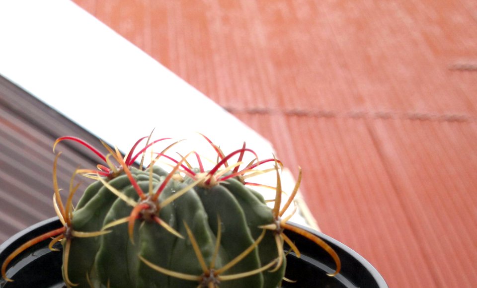 Marinae Cactusis