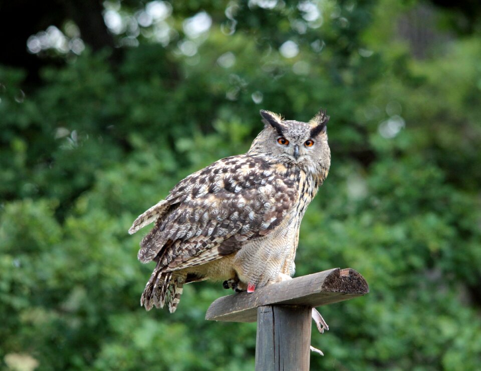 Bird of prey feather lighted eyes