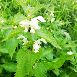 nettle, white dead
