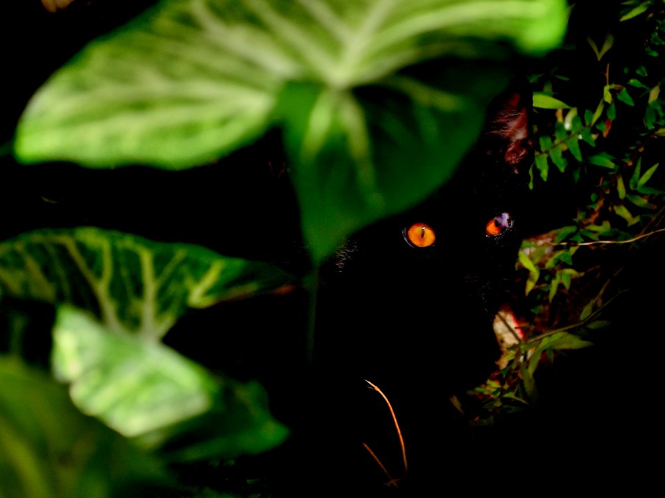 Gatito, gatito, gatito...