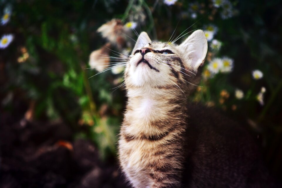 Cat kitten little