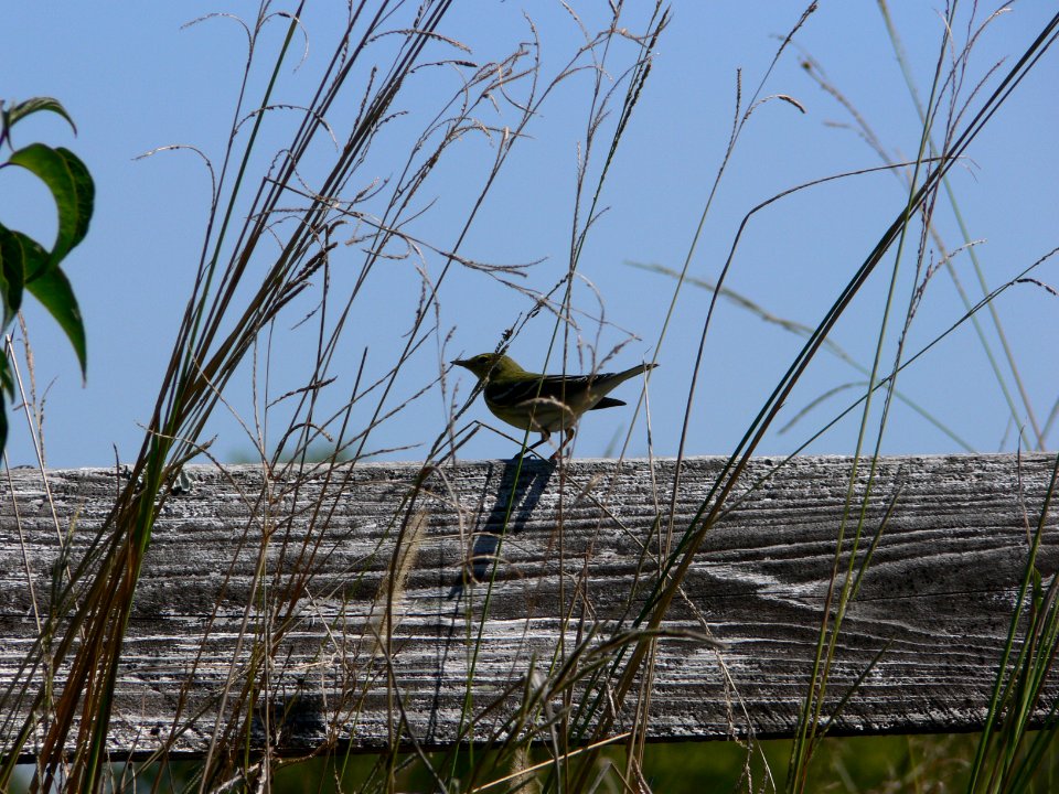 Blackpoll Warbler