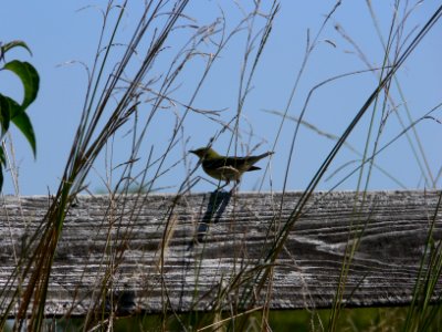Blackpoll Warbler