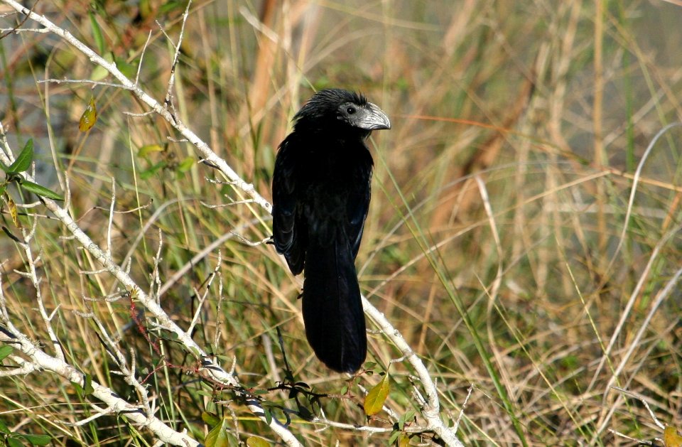 Groove-billed Ani