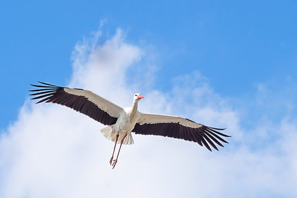 Flying white stork rattle stork