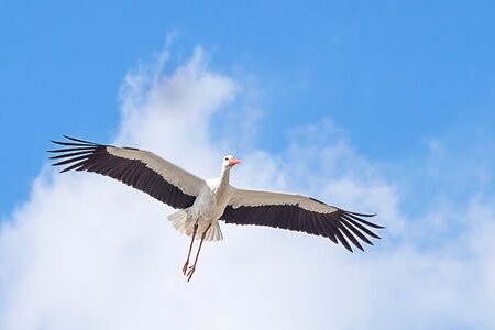Flying white stork rattle stork