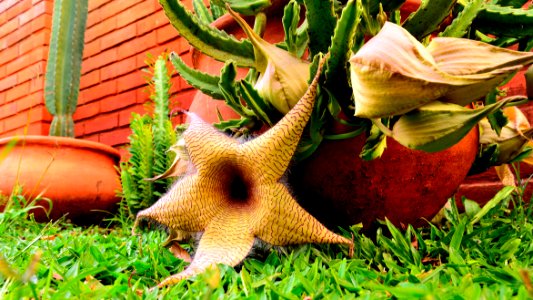 Flor de cuñada
