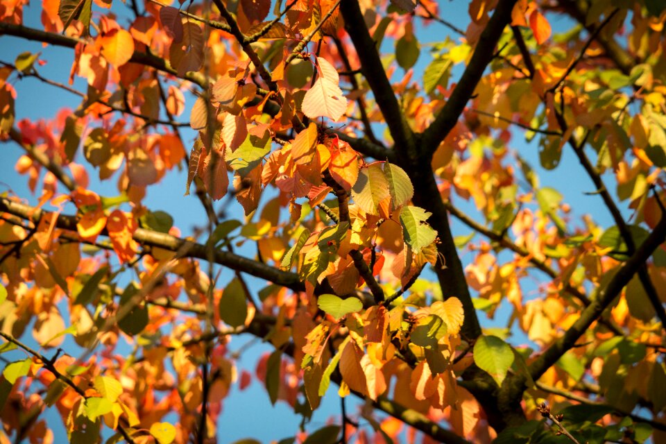 Forest fall color golden autumn