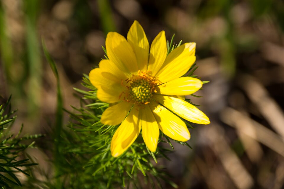 Flower close up yellow flower