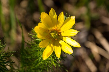 Flower close up yellow flower
