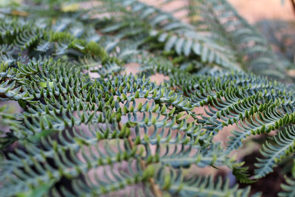 Plant summer freshness