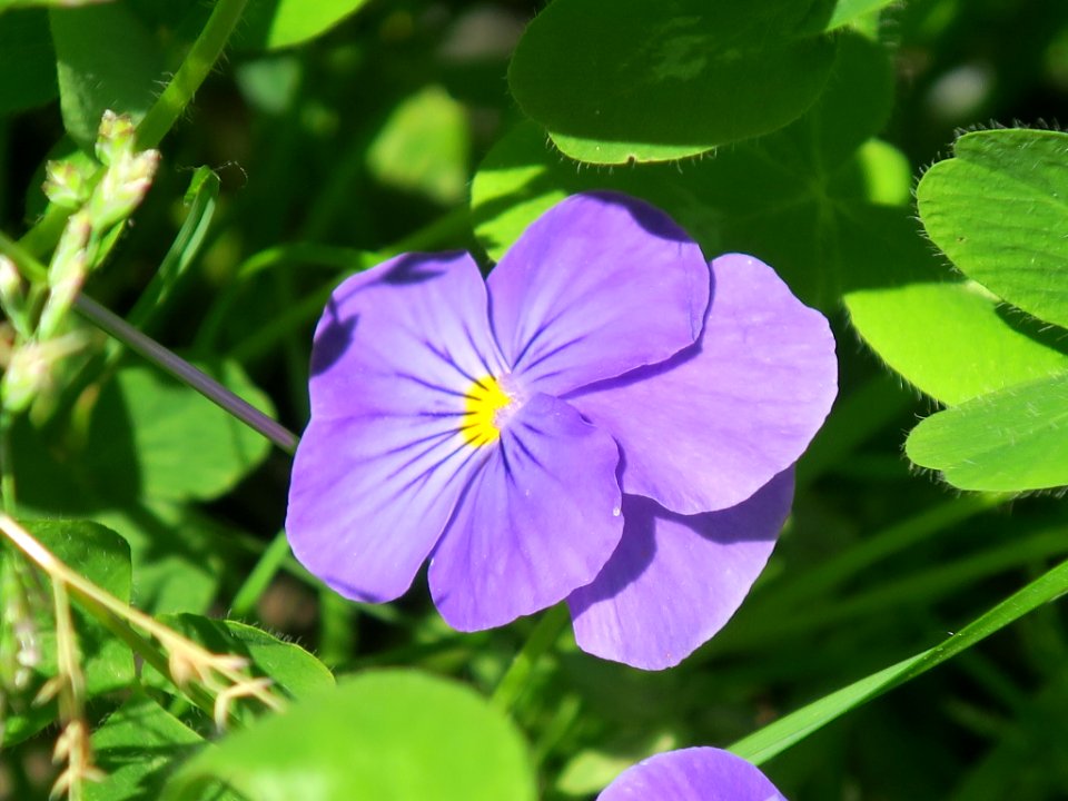 Bloemen insecten 2019 Rotterdam