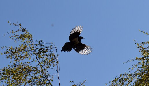 Bird raven bird blue sky photo