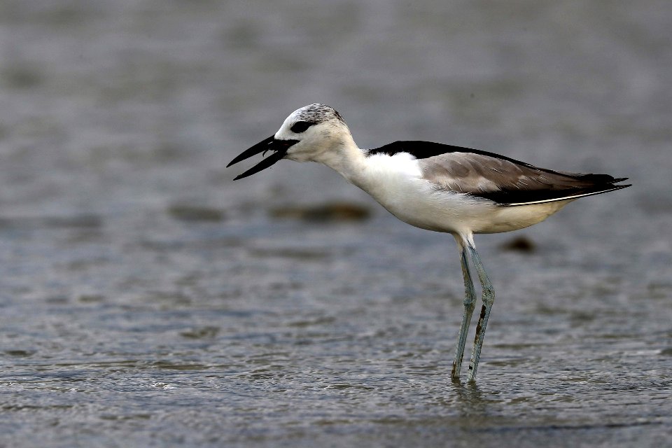 YT 3089 crab plover