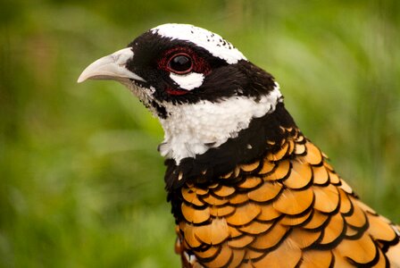 Wildlife animal one animal