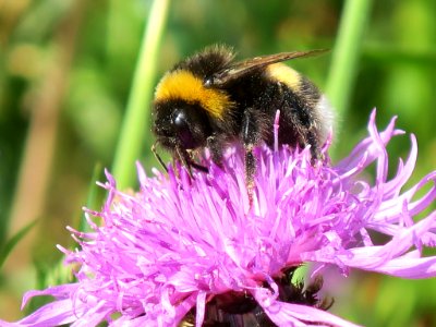 Bloemen insecten 2019 Rotterdam