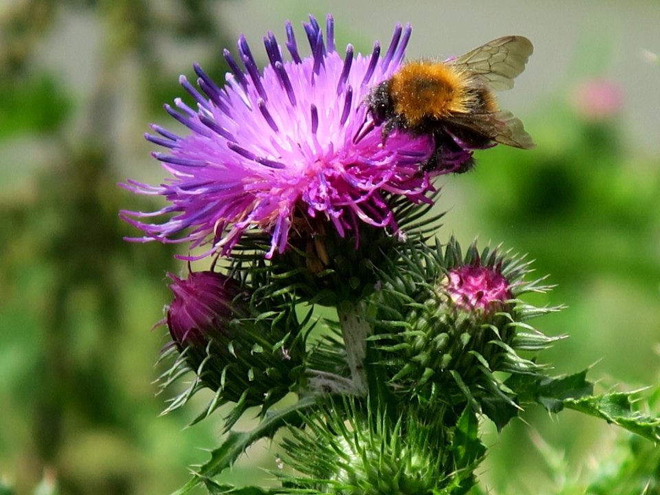 Bloemen insecten 2019 Rotterdam