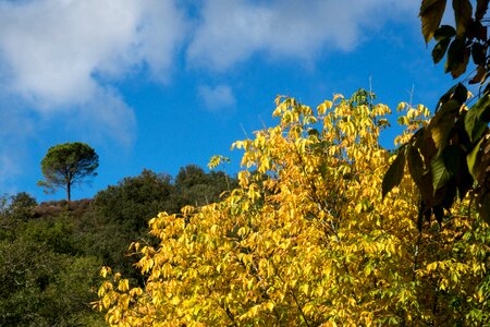 Fall color golden autumn cevennes