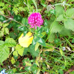 clover, red