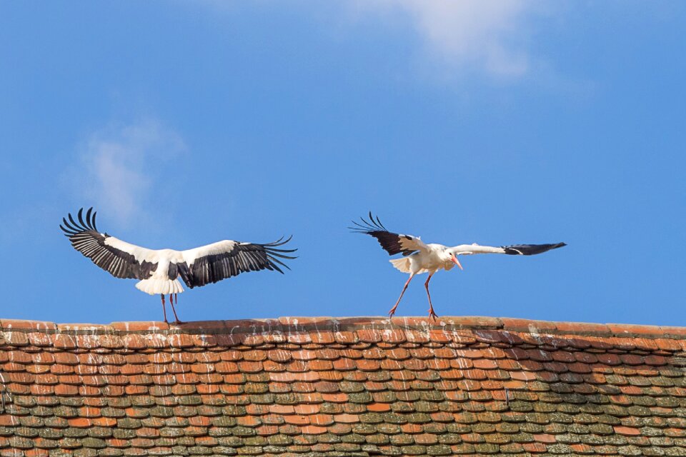 Flying white stork rattle stork
