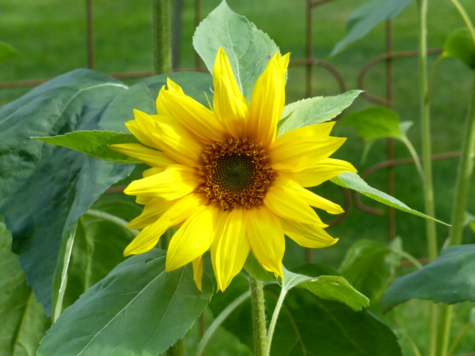 Yellow green leaf