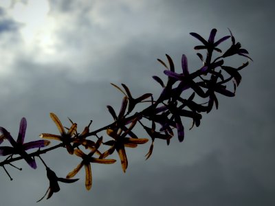 DSC 4090.NEF