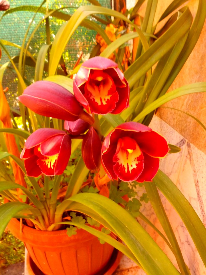 Raffinatezza in fiore