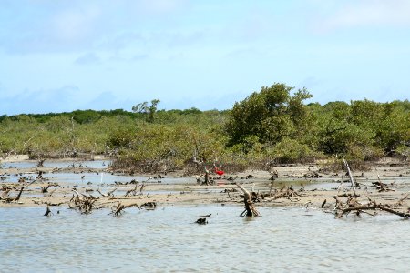 Scarlet Ibis