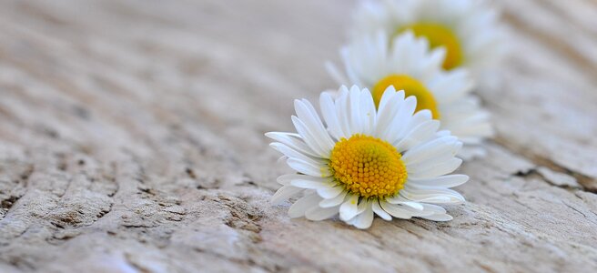 Flower wood close up