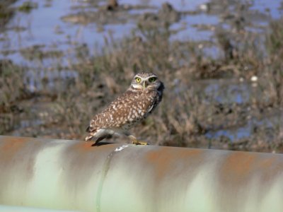 Burrowing Owl