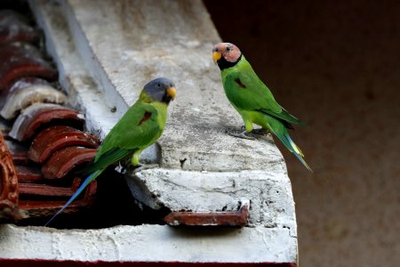  YT 0991 blossom-headed parakeet