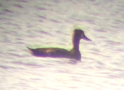 Lesser Scaup photo