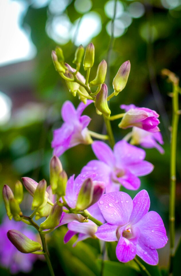 Tropical flowers purple flower plant