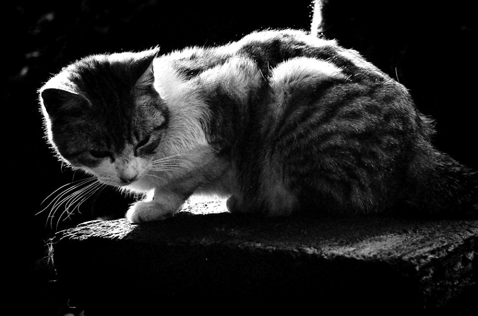 Cat at Kawagoe2.jpg