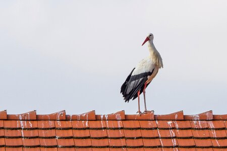 Flying white stork rattle stork