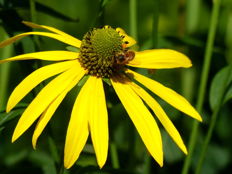 Insect garden summer