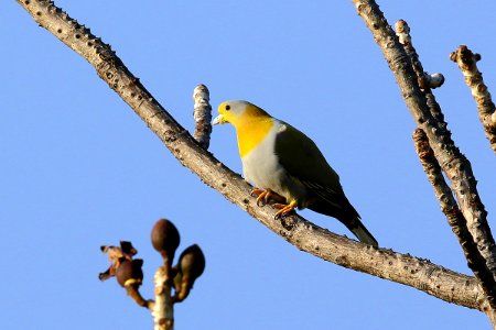  SYT6417 Yellow-footed Green-Pigeon