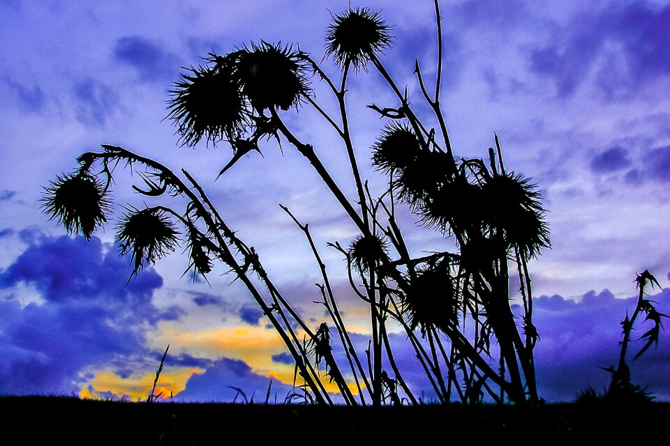 Silhouette sunset nature