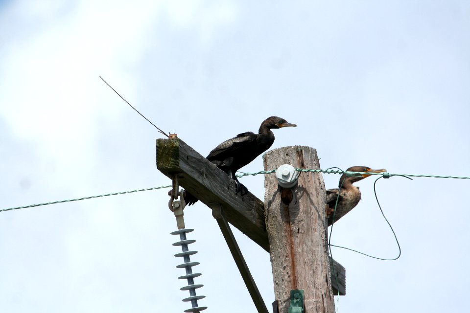 Neotropic Cormorant